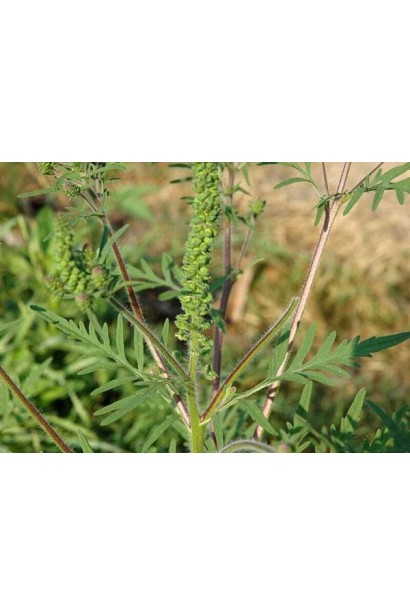 Гербициды против многолетних двудольных